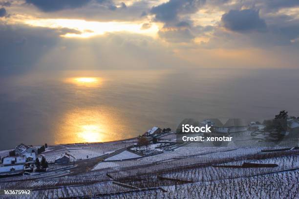 Weinberg Oder See Im Winter Stockfoto und mehr Bilder von Weinberg - Weinberg, Schnee, Schweiz