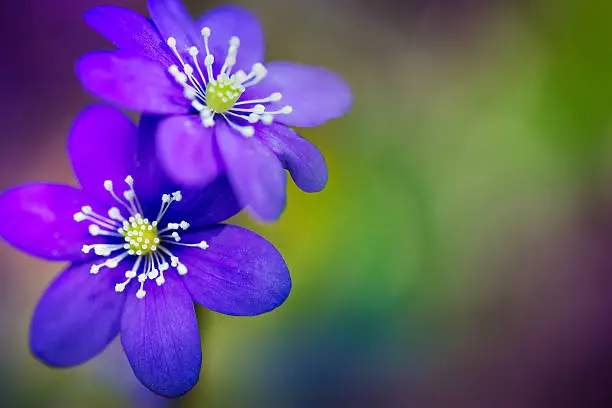 Close up of hepatica flowers against a colorful background.