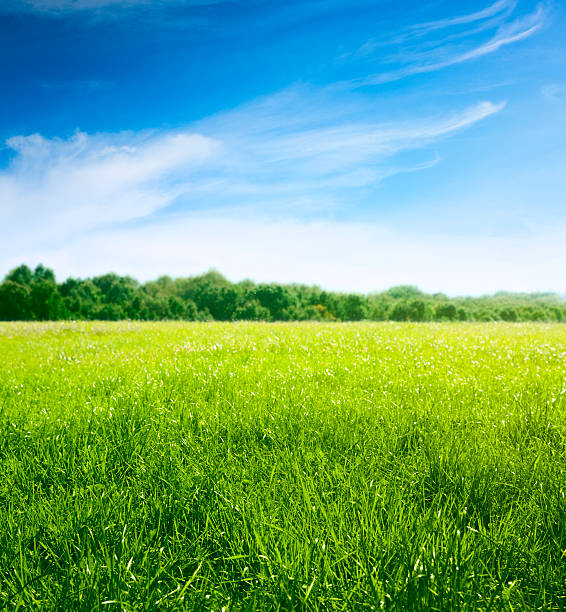 spring on meadow. frische gras und schöne wolken. - meadow lawn grass landscape stock-fotos und bilder