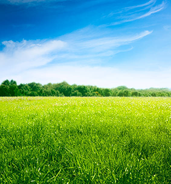 wiosna na łąka. świeża trawa i piękne chmury. - agriculture blue field grass zdjęcia i obrazy z banku zdjęć