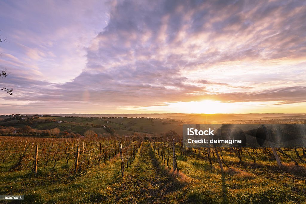 Sunrise Toscana Vineyard - Foto stock royalty-free di Azienda vinicola