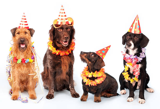 fröhliche party hunde - group of dogs stock-fotos und bilder