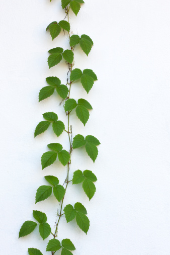 Jungle bush of three-leaved wild vine cayratia or bush grape liana ivy plant growing with long pepper plant in wild, nature frame jungle border isolated on white with clipping path.