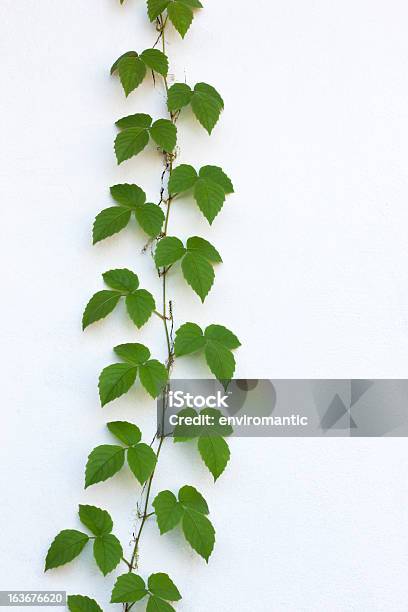 Bonitos Creeper Escalar Uma Parede Pintada Branca - Fotografias de stock e mais imagens de Parede - Parede, Folha, Flora