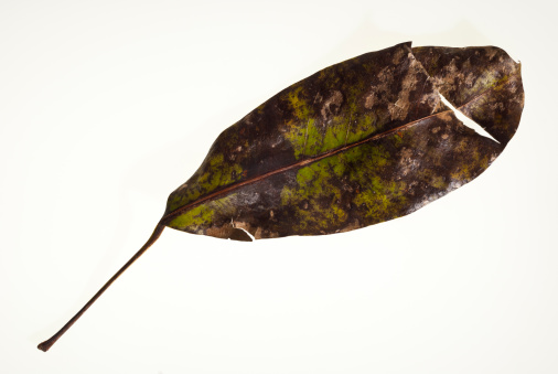Detail of dry leaf.
