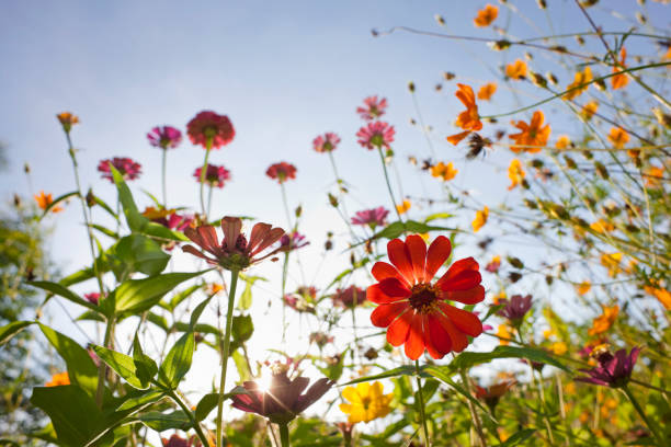 istock Beautiful wild flowers in a meadow. 163676650