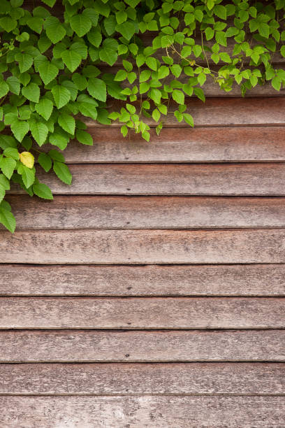 Creeper growing on an old wooden board wall of an old timber house.