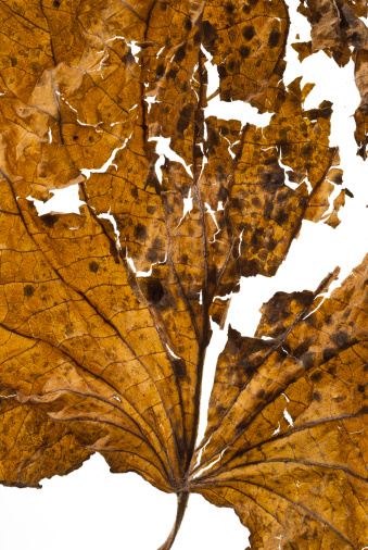Detail of dry leaf.