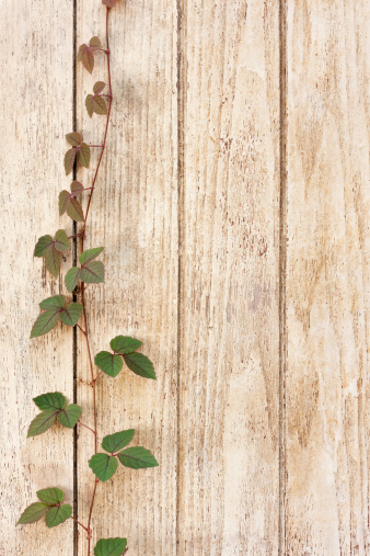 Creeper growing on an old painted wooden board wall.
