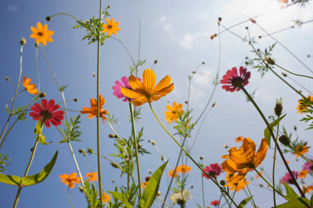 istock Beautiful meadow of wild flowers. 163676684