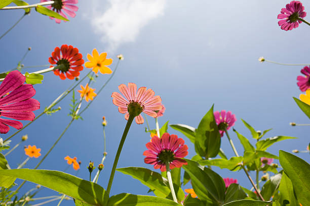 Beautiful wild daisies in a meadow. Shallow depth of focus.