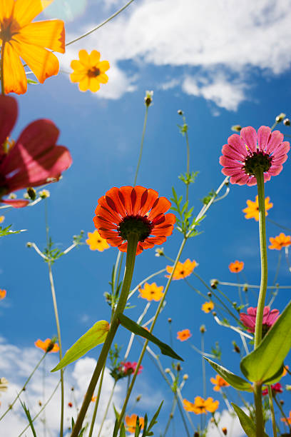 istock Beautiful wild flowers in a meadow. 163676687