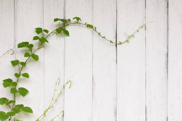 Wooden wall panels and grapevine leaves