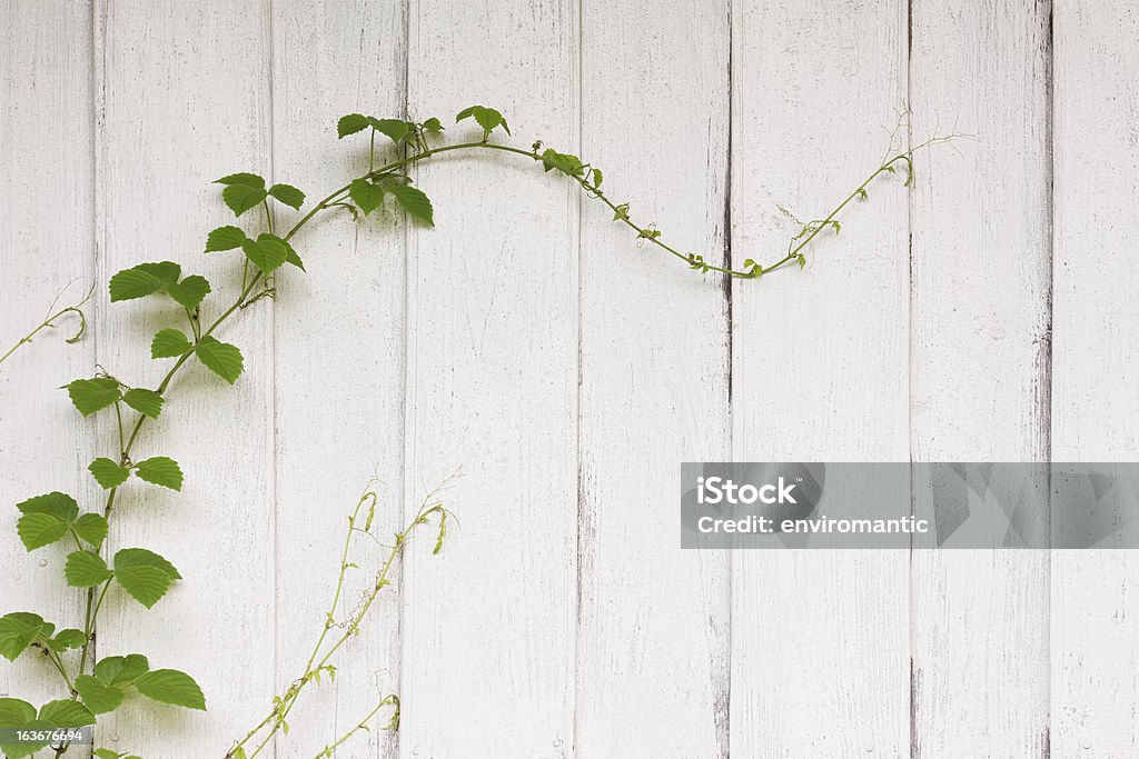 Videira crescendo em uma parede de tábua de madeira velha pintada. - Foto de stock de Vinha royalty-free