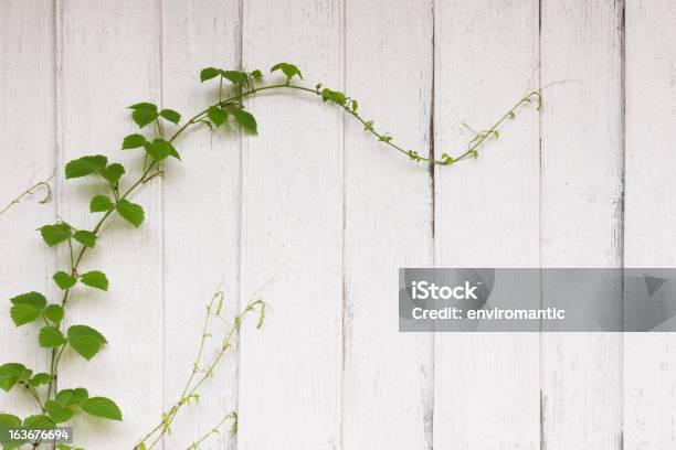 Creeper Crescente Em Uma Mesa De Madeira Velha Pintada A Parede - Fotografias de stock e mais imagens de Videira