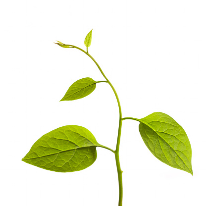 A young creeper plant isolated on white.