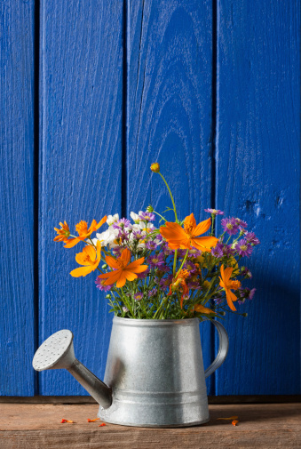 Colourful flowers in a watering can in front of an old wooden window shutter.