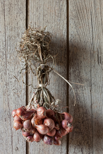Freshly harvested red onion, straight from the field, hung up to dry on an old wooden wall.