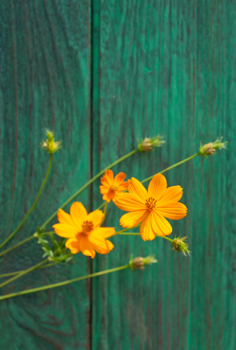 Orange Cosmos flowers in a garden in front of an old wooden fence.