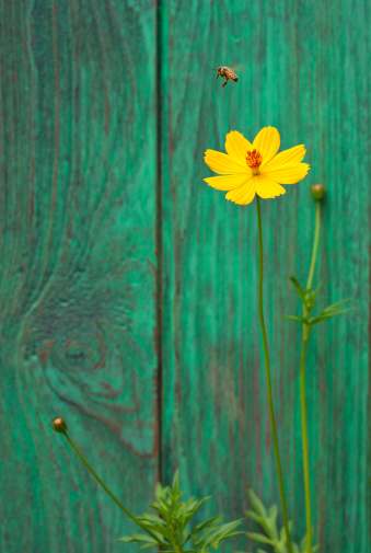 Orange Cosmos flower in a garden in front of an old wooden fence with a bee flying close to the flower. Shallow depth of field, focus on the flower.