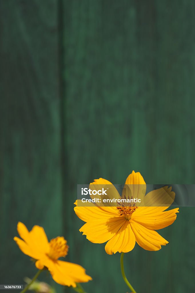 Orange Cosmos Blumen und einem alten hölzernen Zaun. - Lizenzfrei Blume Stock-Foto