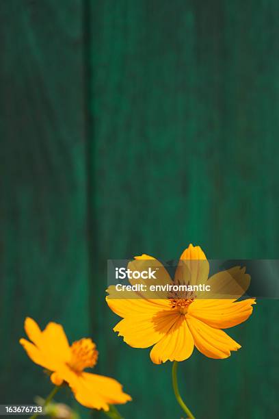 Cosmo De Laranja Flores E Cerca De Madeira Velha - Fotografias de stock e mais imagens de Cerca - Cerca, Flor, Abstrato