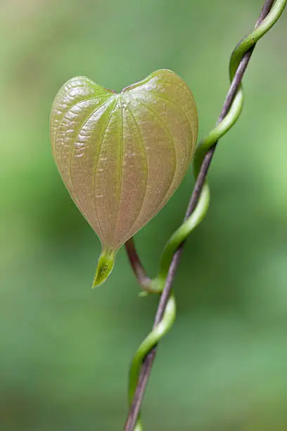 Heart shaped leaf of a creeper plant growing in a forest, with a tendril wrapping around a branch. Shallow depth of field, focus on the leaf in the foreground.