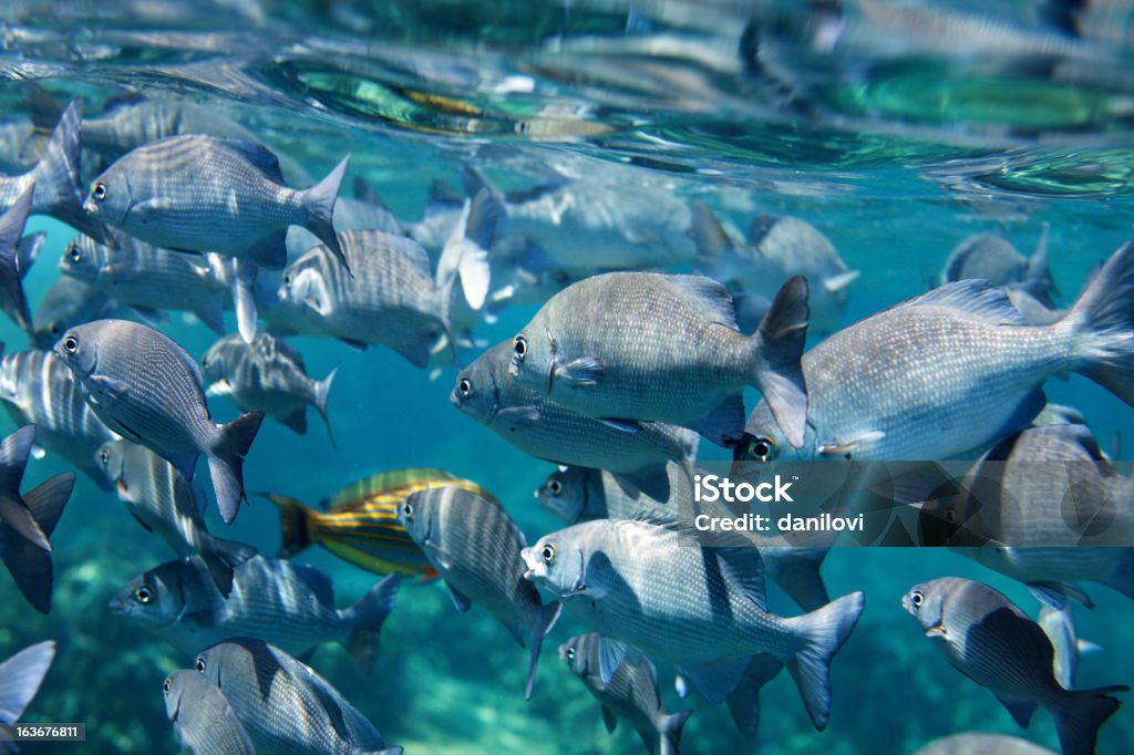 Banc de poissons - Photo de Activité physique libre de droits