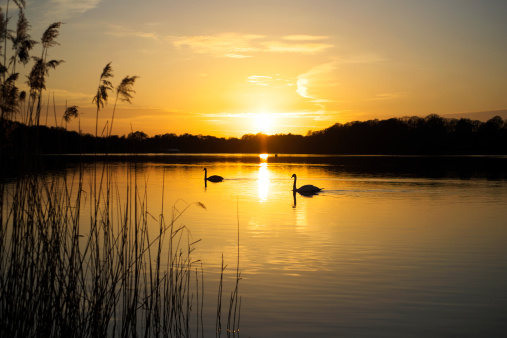 Two swans slowly glides past on a lake in Surrey, whilst the sun sets in the background.