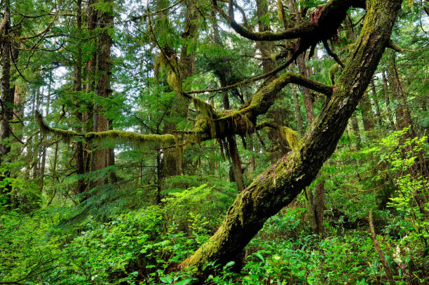 Green rainforest with old tree in Vancouver Island in Vancouver Island, British Columbia, Canada
