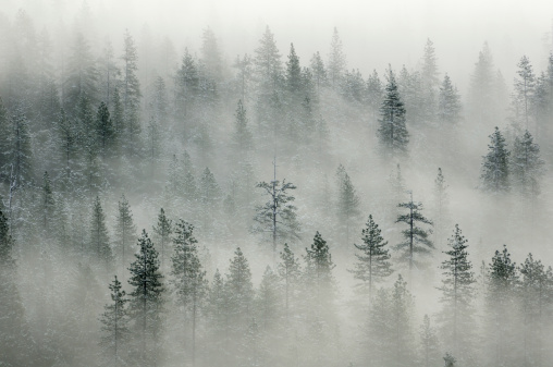 Landscape with misty forest in Yosemity National Park, USA, California.