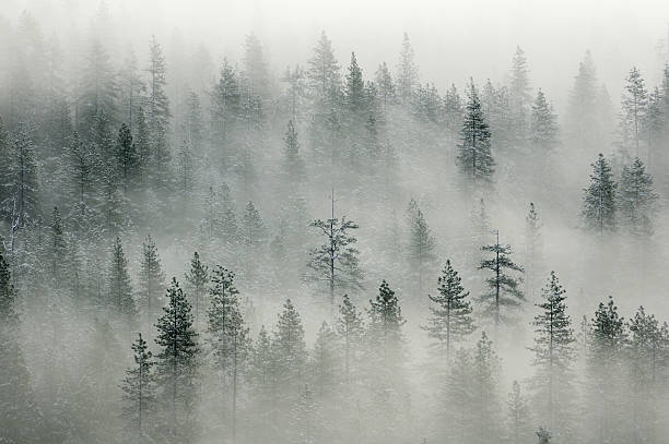 Landscape with misty forest in Yosemity Valley stock photo