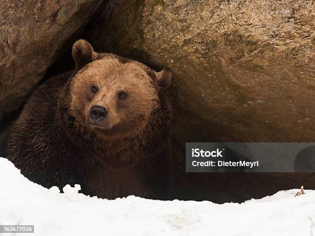 Tener Una Imagen De Su Cave Foto de stock y más banco de imágenes de Oso - Oso, Hibernación, Invierno