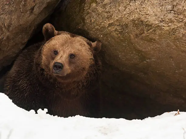 Photo of Bear have a look out of  his cave