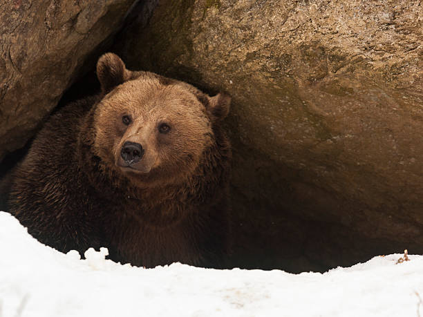 медведь иметь вид из его пещера - cave bear стоковые фото и изображения