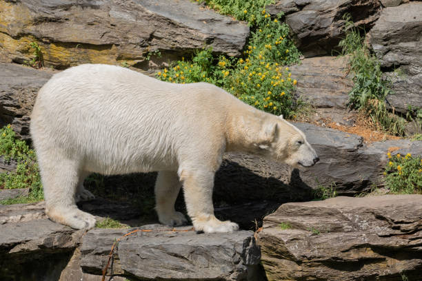 istock Funny polar bear. Polar bear sitting in funny pose. 1636791424
