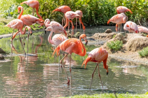 istock flamingos walking in water with green grasses background. 1636791629
