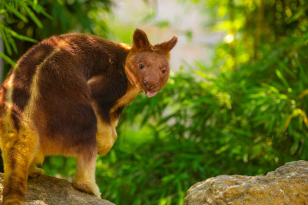 istock Goodfellow Tree Kangaroo, dendrolagus goodfellowi buergersi 1636791632