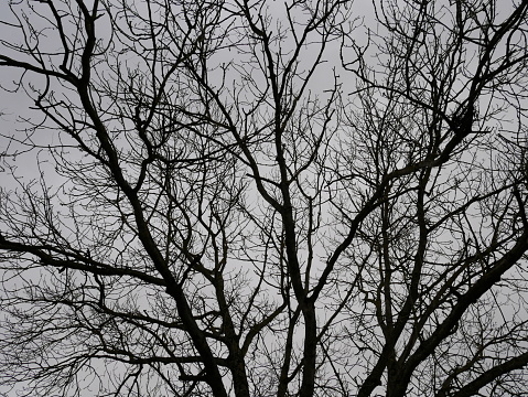 The canopy of a Common ash tree (Fraxinus excelsior) in November