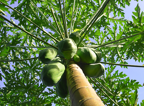 a papaya tree with young fruit against a clear sky background. low angle view