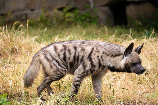 adult Striped Hyena (Hyaena hyaena) standing. blurred natural animal background