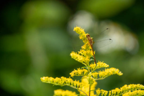 Close-up photo of a Meadowhawk Dragonfly on a Goldenrod in the summer sun.