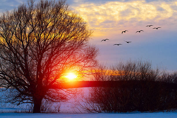 Birds flies to the tree on sunset, season specific