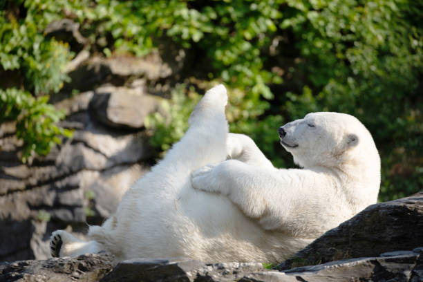 istock Funny polar bear. Polar bear sitting funny pose. 1636797648