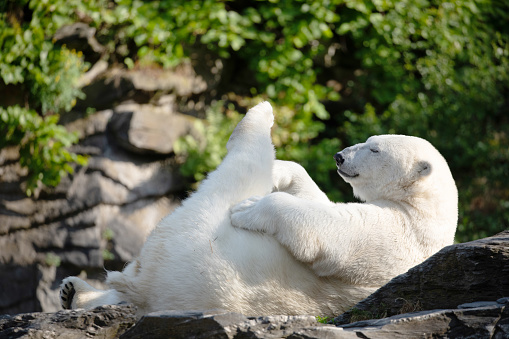 Close-up of a large polar bear shaking and splashing water
