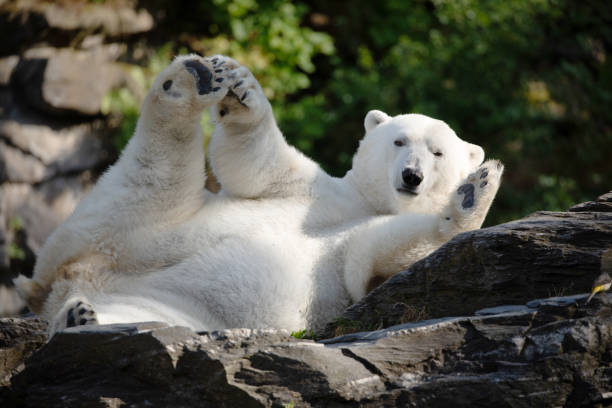 istock Funny polar bear. Polar bear sitting funny pose. 1636798166