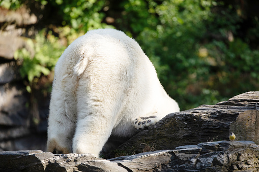 Funny white polar bear sitting in funny pose. Nature animal background. protection wild animals and global warming concept