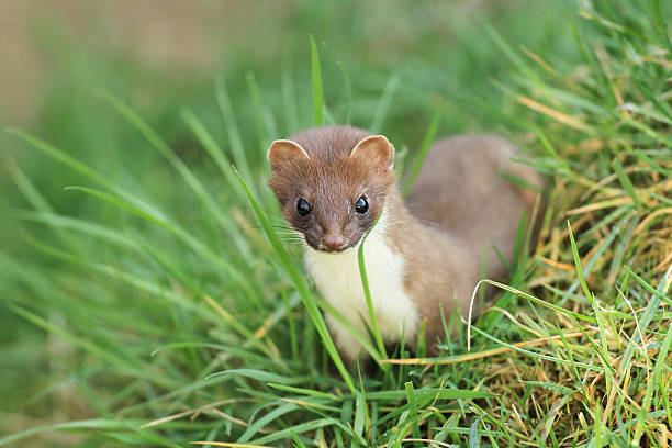 Stoat Stoat stoat mustela erminea stock pictures, royalty-free photos & images