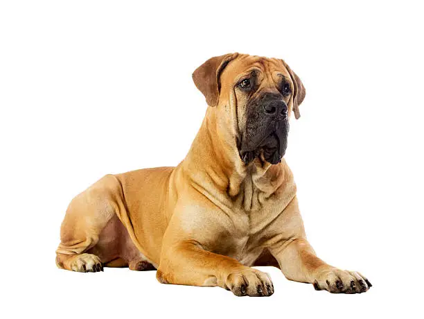 Rare breed South African boerboel posing in studio. Isolated on white