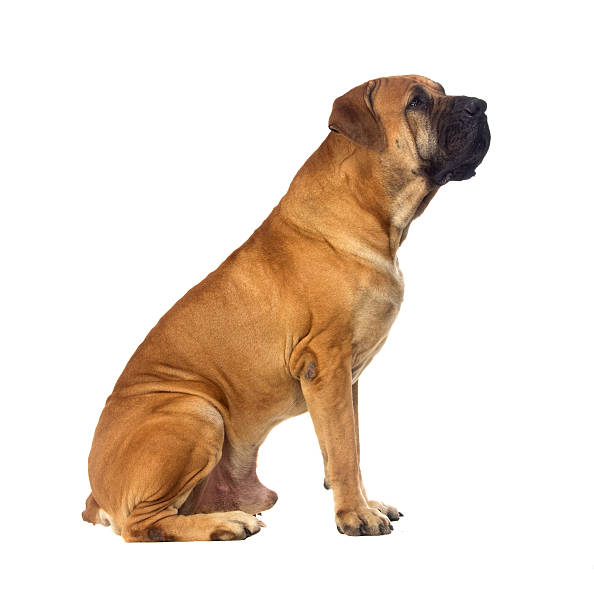 istock Rare breed South African boerboel posing in studio. 163679921